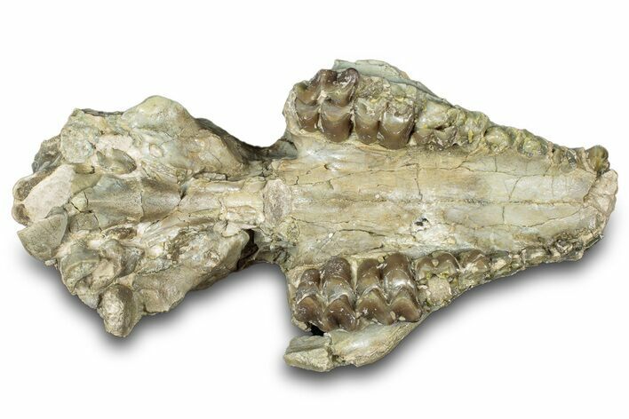 Partial Oreodont (Merycoidodon) Upper Skull - South Dakota #300008